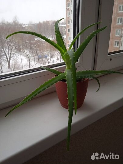 Алоэ, столетник