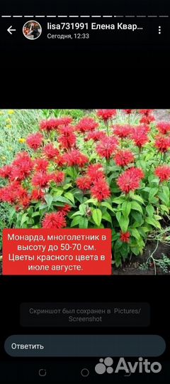 Саженцы многолетних цветов