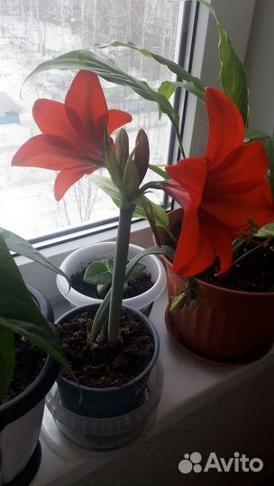 Гиппеаструм (детки)