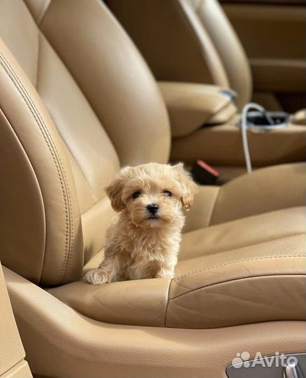 Мальтипу f1 mini мальчик