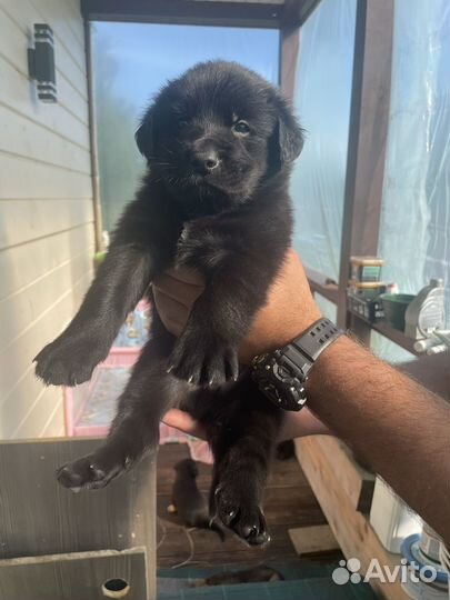 Щенки черной немецкой овчарки