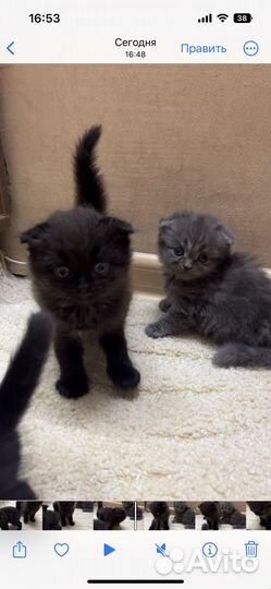 Отдам котенка мальчика