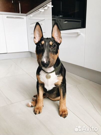 Адресник для собаки чеканка