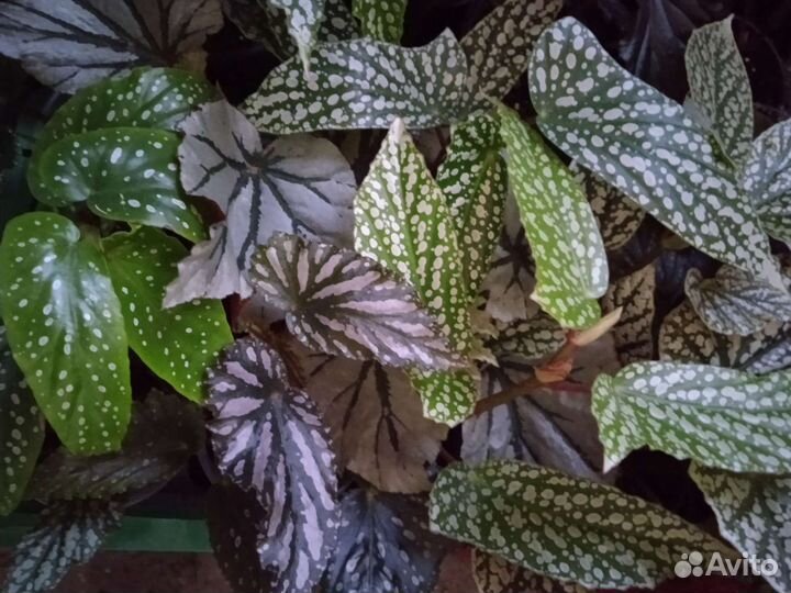 Бегонии кейн 1