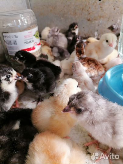 Цыплята домашние