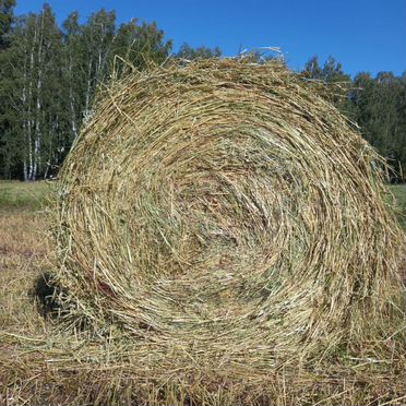 Сено в рулонах(костер)