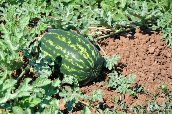 Продам арбузы