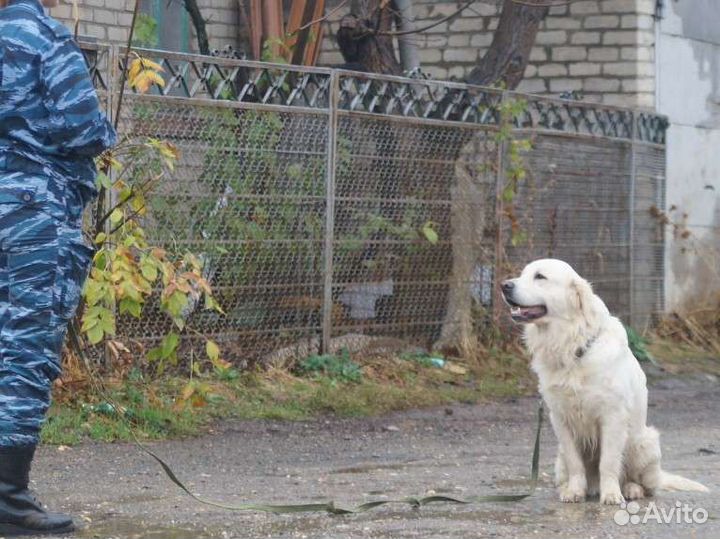 Дрессировка собак с передержкой/Кинолог
