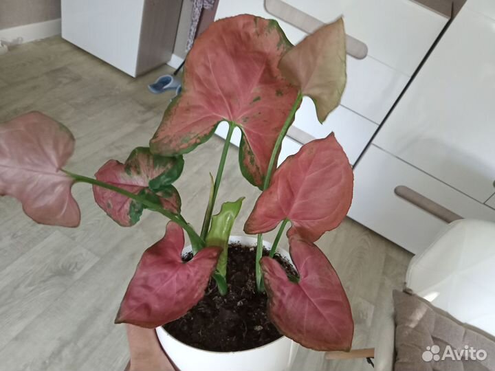 Ред стравбери сингониум