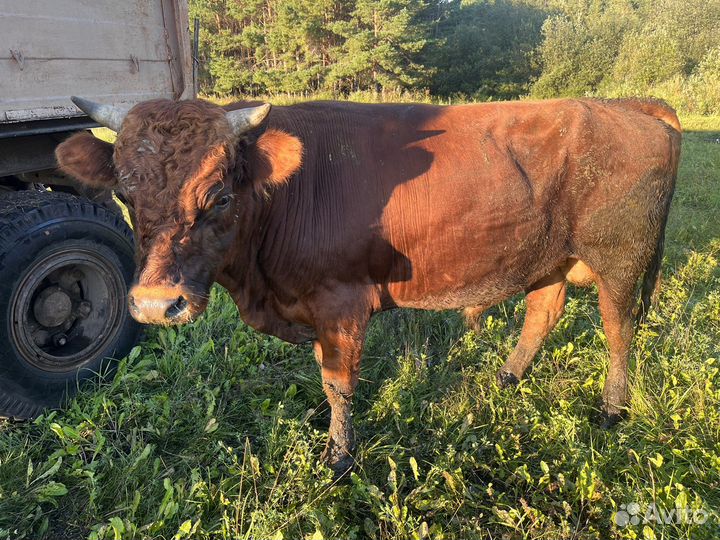 Быки и телки