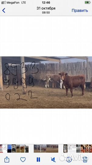 Телята бычки на откорм