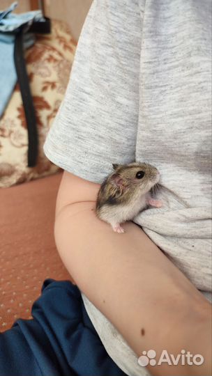 Джунгарские хомяки