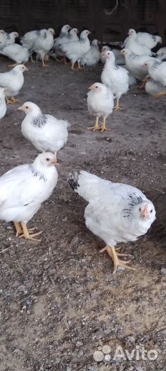 Курочки подрощенные