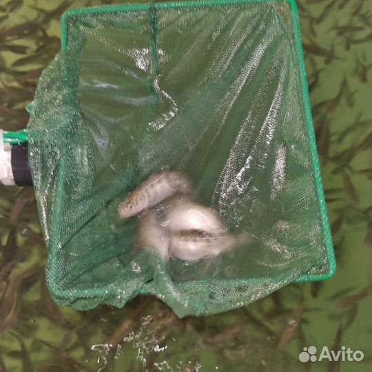 Радужная форель малек