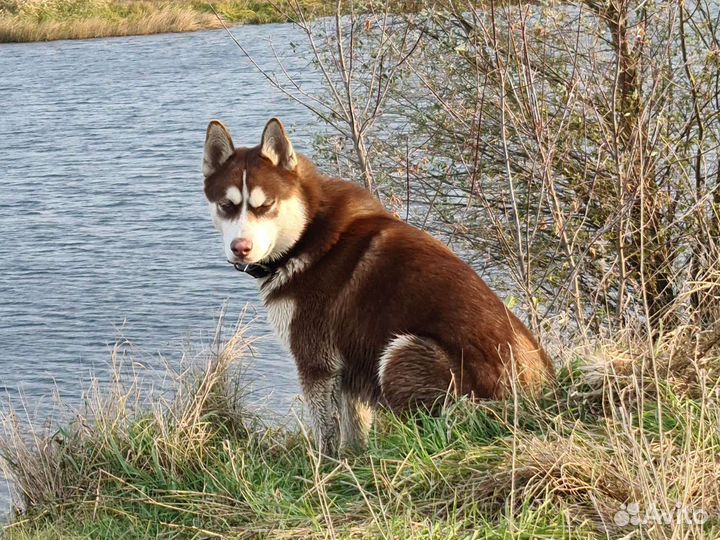 Сибирский хаски вязка