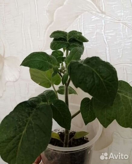 Рассада помидор, Балконное чудо, Томаты для дома