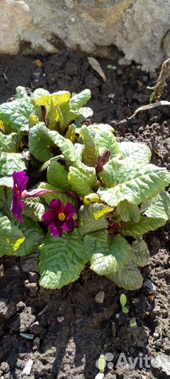 Садовые цветы