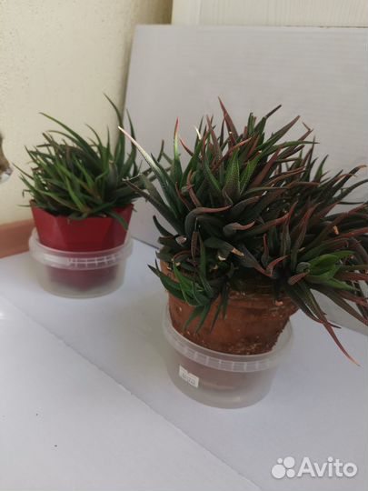 Комнатные цветы