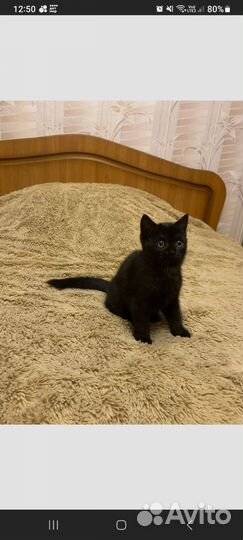 Британская кошечка