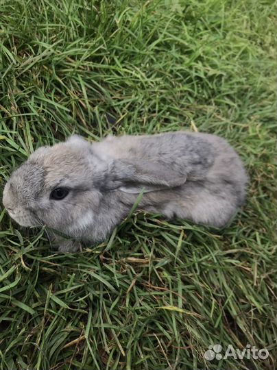 Декоративные кролики вислоухие