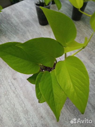 Сциндапсус неон