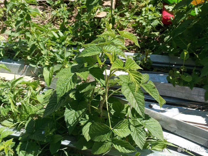 Саженцы малины