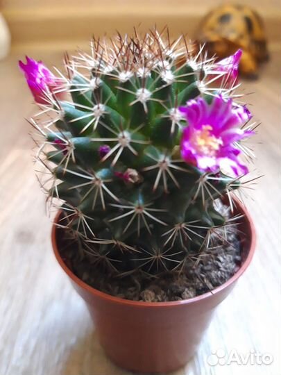 Кактусы сортовые