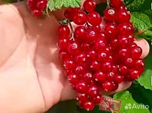 Саженцы смородины