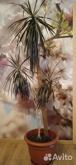 Пальма драцена