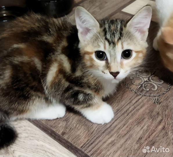 Кошка в дар бесплатно