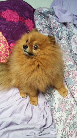 Передержка для собак