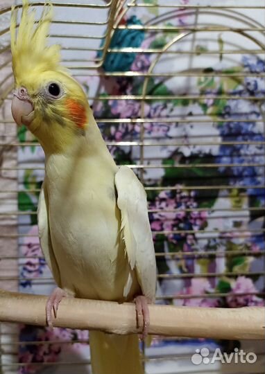 Попугайчики птенцы Кореллы