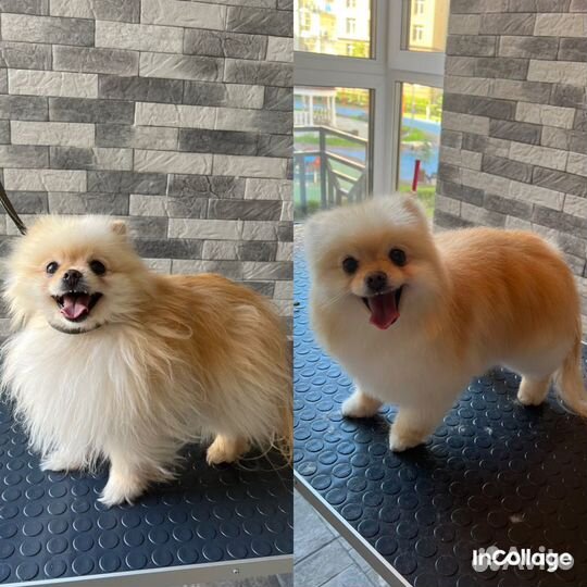 Грумер для собак и кошек