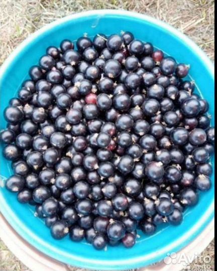 Чёрная смородина