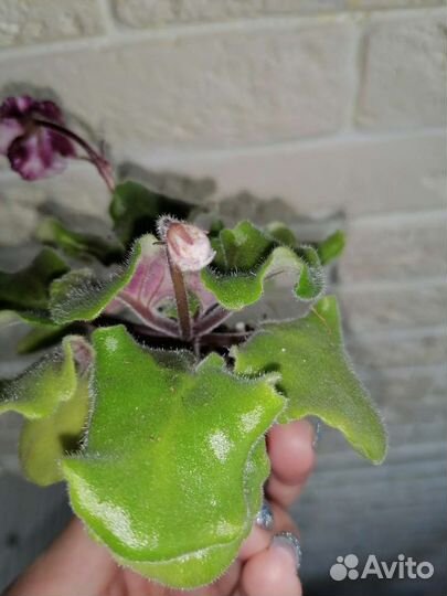 Фиалки сортовые