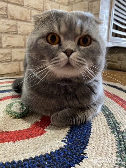 Шотландский кот вязка