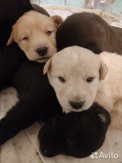 Собака в добрые руки отдам бесплатно