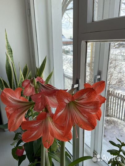 Гиппеаструм амариллис