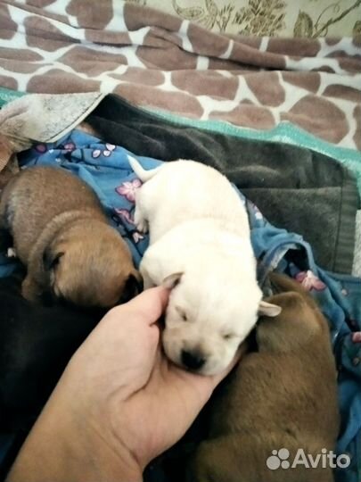 Собаки бесплатно