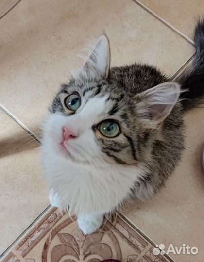 Отдам котят в добрые руки (вместе или раздельно)