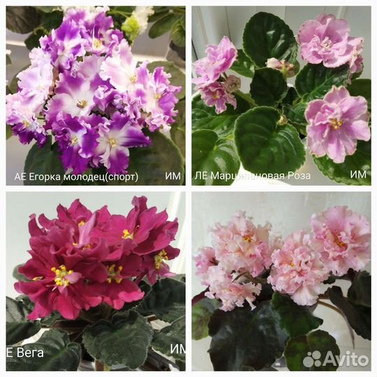 Фиалочки(детки,черенки)