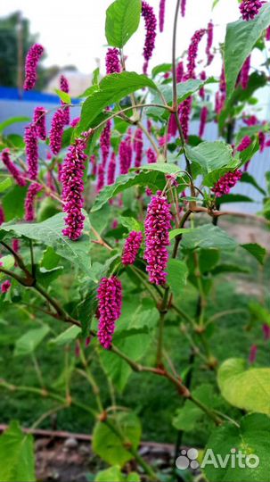 Горец восточный