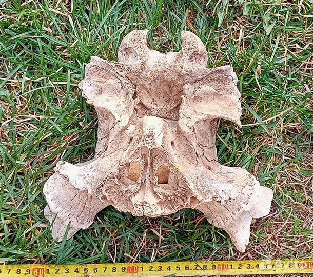 Мегалоцерос. Плейстоцен. Мамонтовая фауна