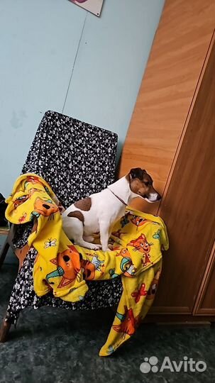 Джек рассел терьер