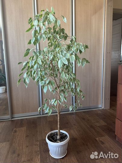 Фикус бенджамина большой цветок 1,35 м