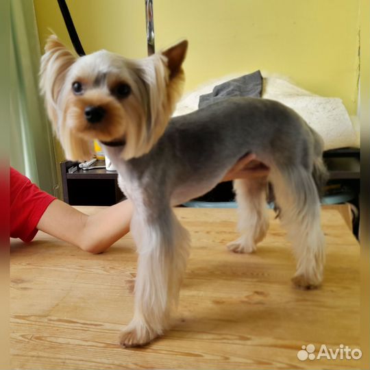 Груминг собак