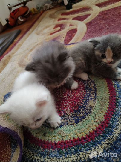 Отдам котят
