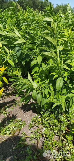 Декоративные кустарники