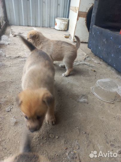 Собака в добрые руки отдам бесплатно