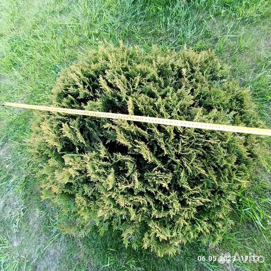 Туя шаровидная даника